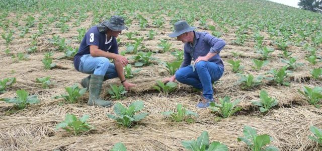 Epagri transforma cada real investido em R$9,62 de retorno para a sociedade